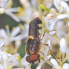 Odontomyia hunteri at Hughes, ACT - 2 Jan 2021 12:26 PM