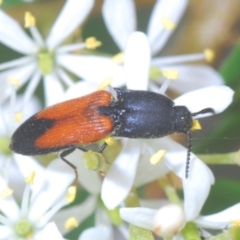 Anilicus xanthomus (A click beetle) at Red Hill Nature Reserve - 2 Jan 2021 by Harrisi