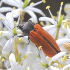 Castiarina erythroptera (Lycid Mimic Jewel Beetle) at Hughes, ACT - 2 Jan 2021 by Harrisi