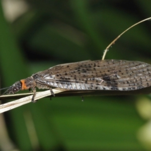 Archichauliodes (Riekochauliodes) guttiferus at Acton, ACT - 1 Jan 2021