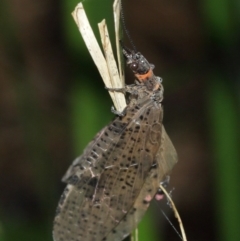 Archichauliodes (Riekochauliodes) guttiferus at Acton, ACT - 1 Jan 2021