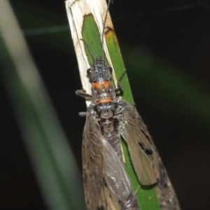 Archichauliodes (Riekochauliodes) guttiferus at Acton, ACT - 1 Jan 2021 01:26 PM