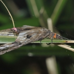 Archichauliodes (Riekochauliodes) guttiferus at Acton, ACT - 1 Jan 2021