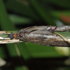 Archichauliodes (Riekochauliodes) guttiferus at Acton, ACT - 1 Jan 2021