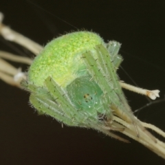 Araneus circulissparsus (species group) (Speckled Orb-weaver) at Acton, ACT - 3 Jan 2021 by TimL