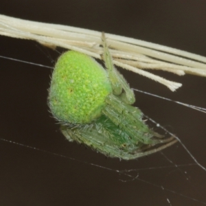 Araneus circulissparsus (species group) at Acton, ACT - 3 Jan 2021