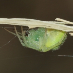 Araneus circulissparsus (species group) at Acton, ACT - 3 Jan 2021