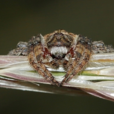 Dolophones sp. (genus) (Wrap-around spider) at Majura, ACT - 2 Jan 2021 by TimL