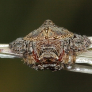 Dolophones sp. (genus) at Majura, ACT - 2 Jan 2021