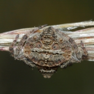 Dolophones sp. (genus) at Majura, ACT - 2 Jan 2021