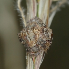 Dolophones sp. (genus) at Majura, ACT - 2 Jan 2021