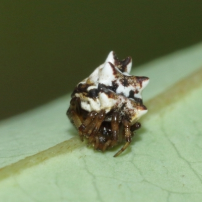 Unverified Orb-weaving spider (several families) by TimL