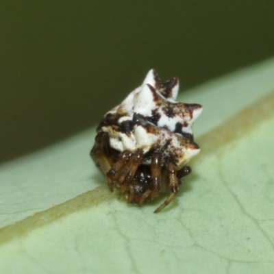 Unidentified Orb-weaving spider (several families) at Acton, ACT - 1 Jan 2021 by TimL