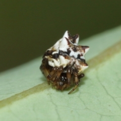 Unidentified Orb-weaving spider (several families) (TBC) at Acton, ACT - 1 Jan 2021 by TimL