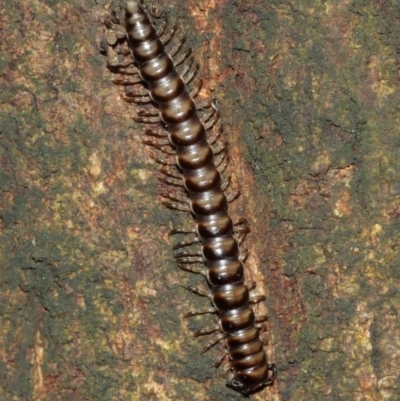 Paradoxosomatidae sp. (family) (Millipede) at ANBG - 1 Jan 2021 by TimL