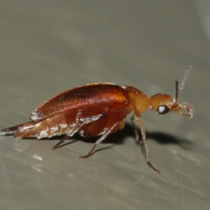 Mordellidae (family) at Acton, ACT - 1 Jan 2021 01:15 PM