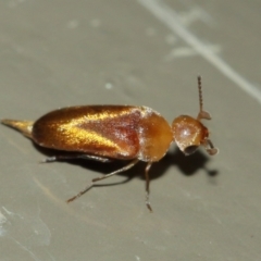 Mordellidae (family) at Acton, ACT - 1 Jan 2021 01:15 PM