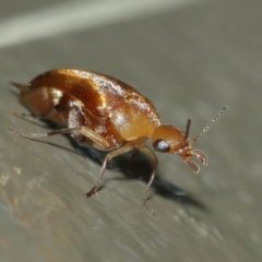 Mordellidae (family) at Acton, ACT - 1 Jan 2021