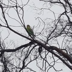 Melopsittacus undulatus (Budgerigar) at Namadgi National Park - 3 Jan 2021 by AdamHenderson