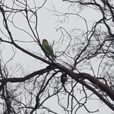 Melopsittacus undulatus (Budgerigar) at Rendezvous Creek, ACT - 3 Jan 2021 by AdamHenderson