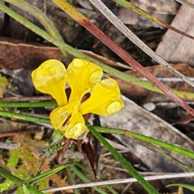 Goodenia sp. (Goodenia) at Budderoo, NSW - 31 Dec 2020 by iandsmith