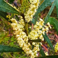 Acacia sp. (A Wattle) at Budderoo, NSW - 30 Dec 2020 by iandsmith