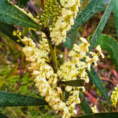 Acacia sp. (A Wattle) at Budderoo, NSW - 31 Dec 2020 by iandsmith