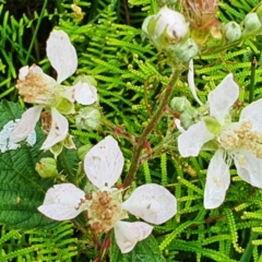 Rubus anglocandicans (Blackberry) at Budderoo, NSW - 30 Dec 2020 by iandsmith