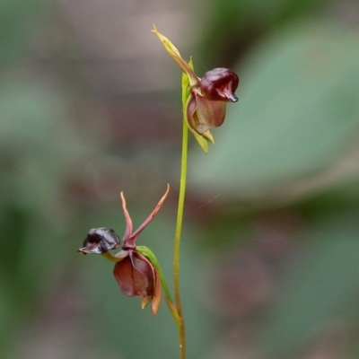 Caleana major (Large Duck Orchid) at Bundanoon, NSW - 4 Jan 2021 by Snowflake