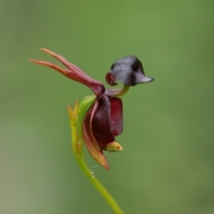 Caleana major at Bundanoon - suppressed