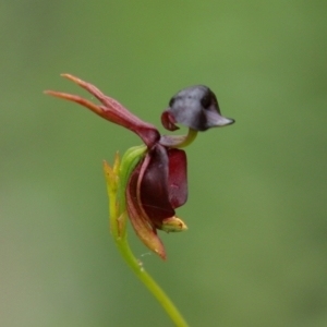 Caleana major at Bundanoon - 5 Jan 2021