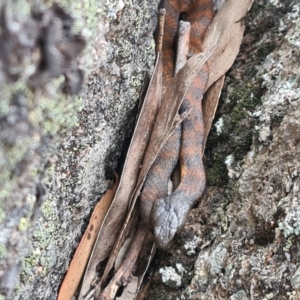 Notechis scutatus at Cotter River, ACT - 27 Dec 2020