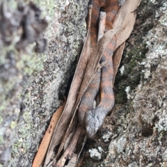 Notechis scutatus (Tiger Snake) at Namadgi National Park - 27 Dec 2020 by Darren308