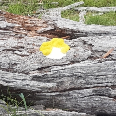 Fuligo septica (Scrambled egg slime) at Namadgi National Park - 1 Jan 2021 by AdamHenderson