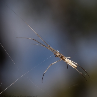 Tetragnatha sp. (genus) (Long-jawed spider) at Black Mountain - 4 Jan 2021 by Roger