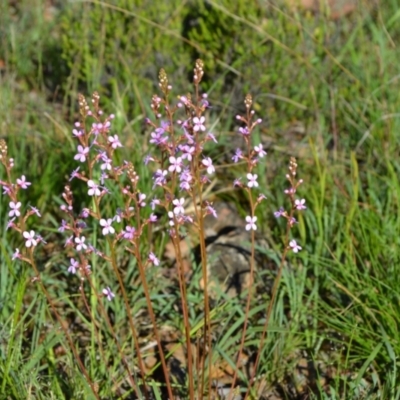 Stylidium graminifolium (grass triggerplant) at Yass River, NSW - 31 Oct 2020 by 120Acres