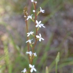 Stylidium graminifolium at Yass River, NSW - 31 Oct 2020