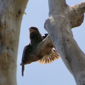 Eurystomus orientalis at Red Hill, ACT - 5 Jan 2021 11:39 AM