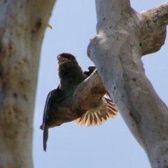 Eurystomus orientalis (Dollarbird) at Hughes, ACT - 5 Jan 2021 by LisaH