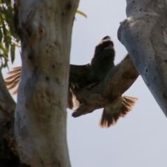 Eurystomus orientalis at Red Hill, ACT - 5 Jan 2021