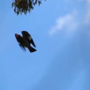 Eurystomus orientalis at Red Hill, ACT - 5 Jan 2021