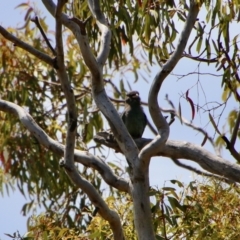 Eurystomus orientalis at Red Hill, ACT - 5 Jan 2021