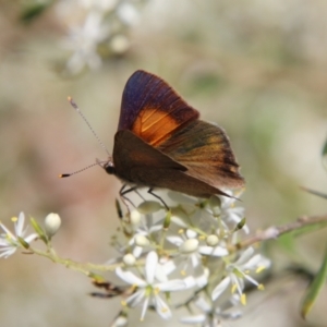 Paralucia pyrodiscus at Hughes, ACT - 5 Jan 2021