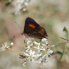 Paralucia pyrodiscus at Hughes, ACT - 5 Jan 2021