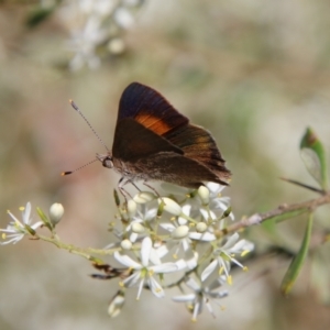 Paralucia pyrodiscus at Hughes, ACT - 5 Jan 2021