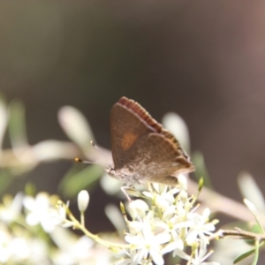 Paralucia pyrodiscus at Hughes, ACT - 5 Jan 2021