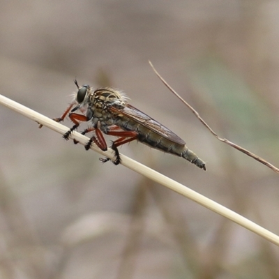 Unidentified Robber fly (Asilidae) at Wodonga, VIC - 5 Jan 2021 by Kyliegw