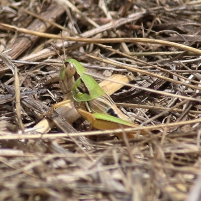 Praxibulus sp. (genus) at WREN Reserves - 5 Jan 2021 by KylieWaldon