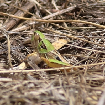  at WREN Reserves - 5 Jan 2021 by Kyliegw