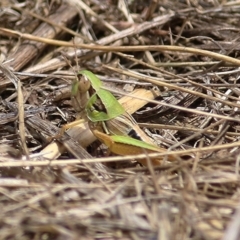 Unidentified Grasshopper (several families) at Wodonga, VIC - 5 Jan 2021 by Kyliegw